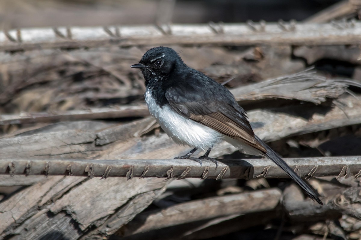 Willie-wagtail - ML116067261
