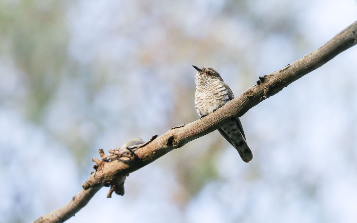 Little Bronze-Cuckoo - Ged Tranter