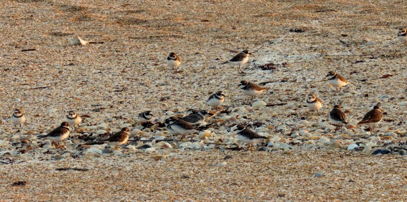 Semipalmated Plover - ML116068421