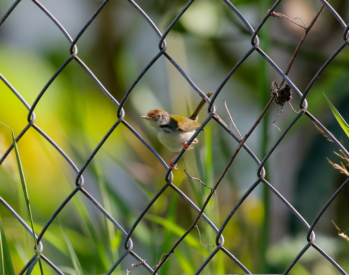 Common Tailorbird - Neoh Hor Kee
