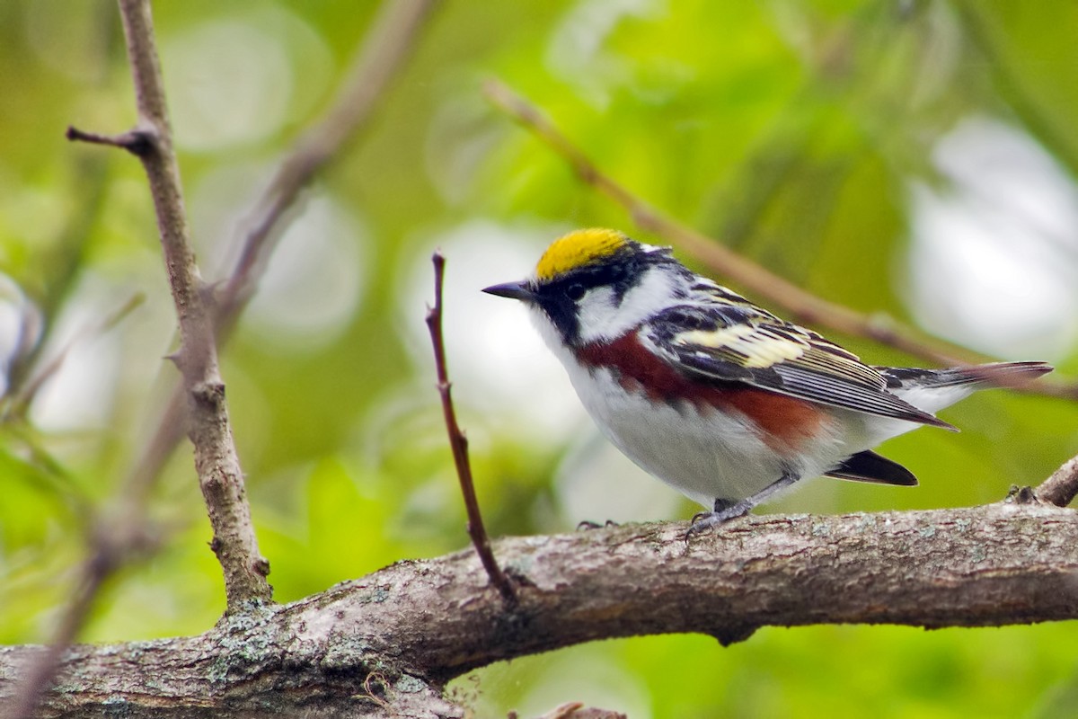 Chestnut-sided Warbler - Rob Dickerson