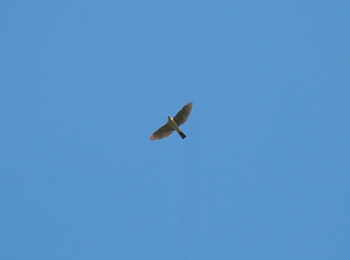 Chinese Sparrowhawk - ML116072261