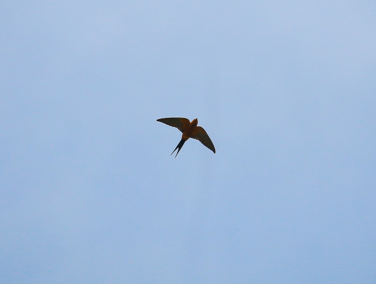 Rufous-bellied Swallow - ML116072401