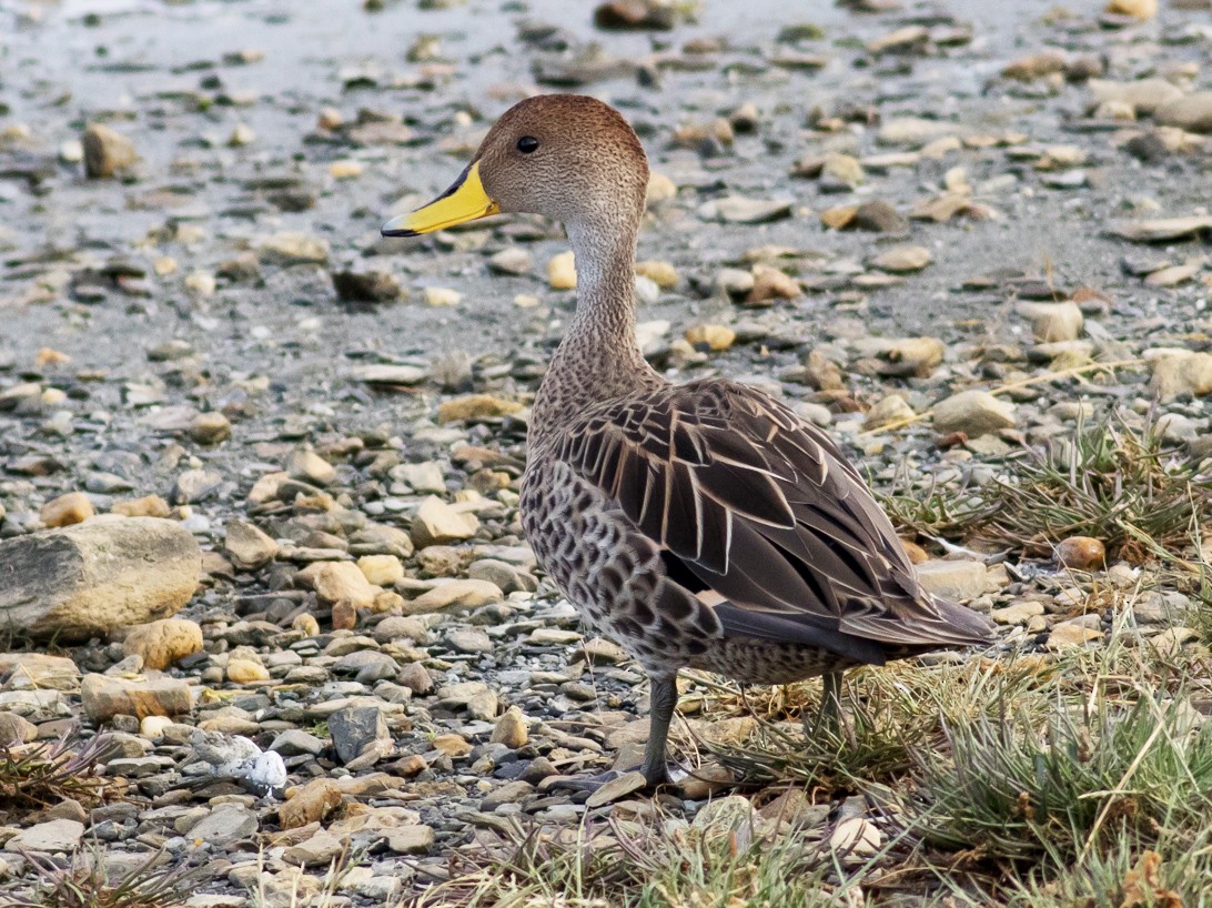 yellow-billed pintail, scientific name Anas georgica