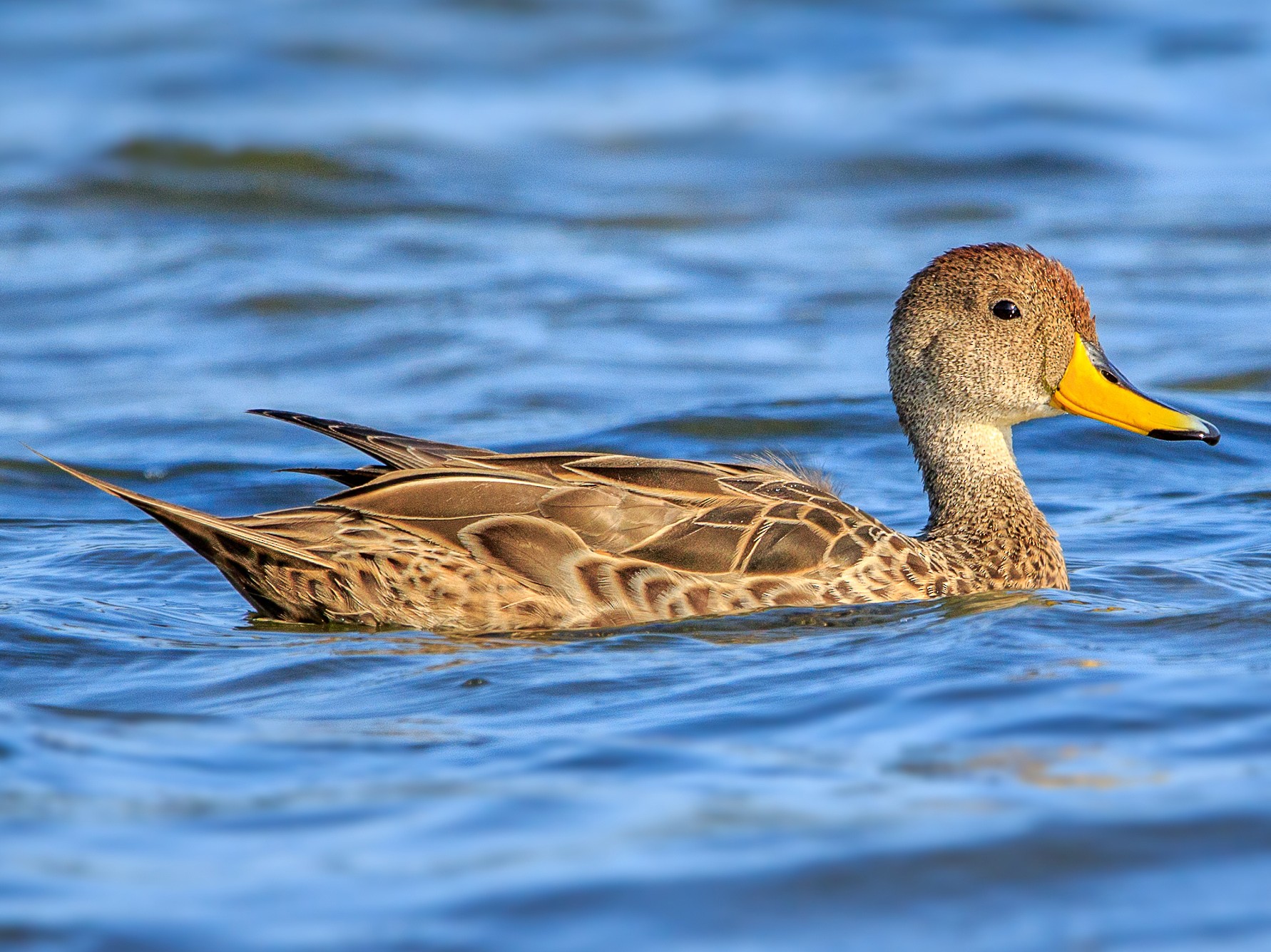 Yellow Billed Pintail Ducklings