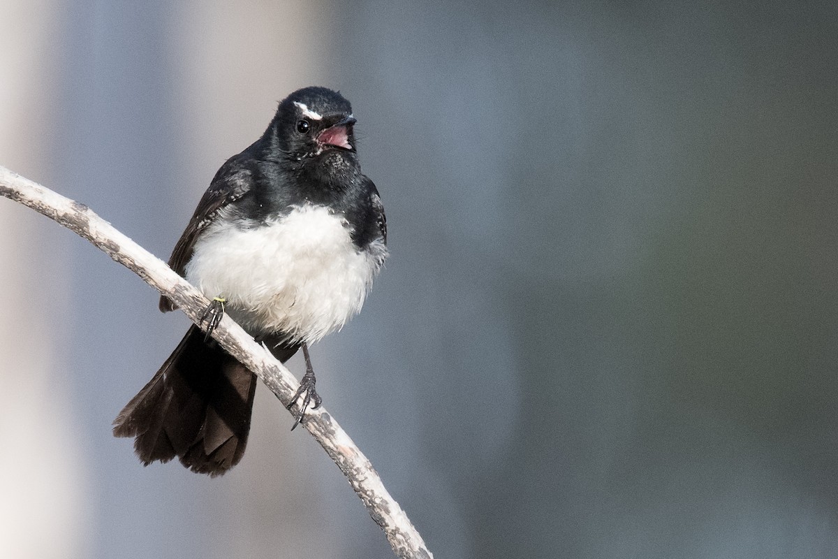 Willie-wagtail - ML116075261
