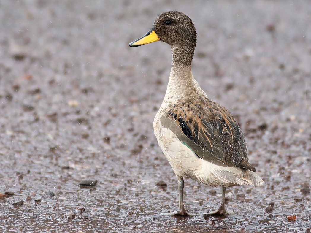 Yellow-billed Teal - Graham Montgomery