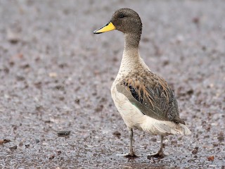  - Yellow-billed Teal