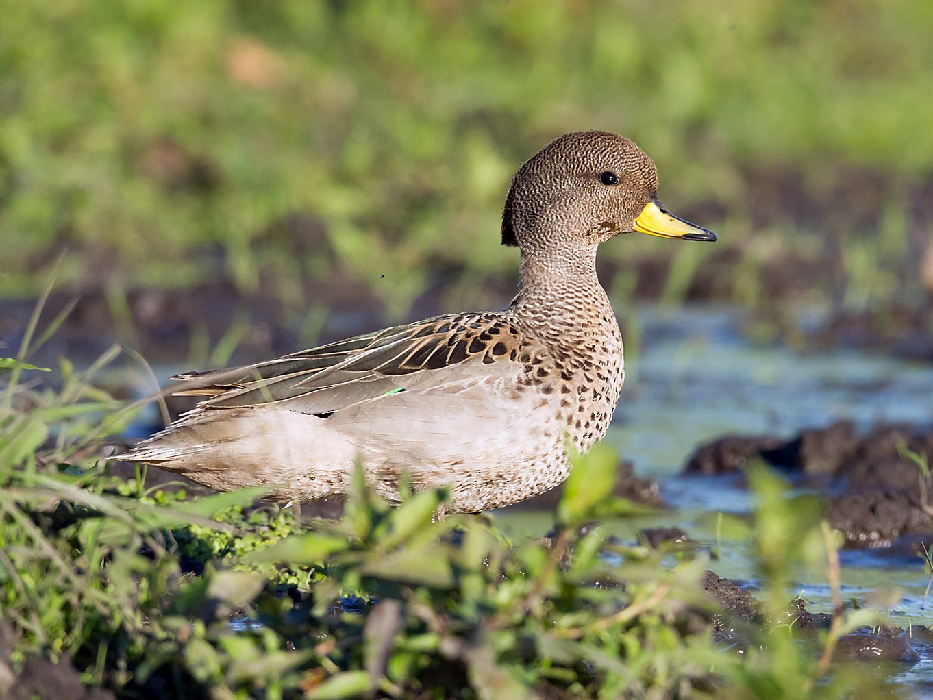 Yellow-billed Teal - Patricia Alfredo