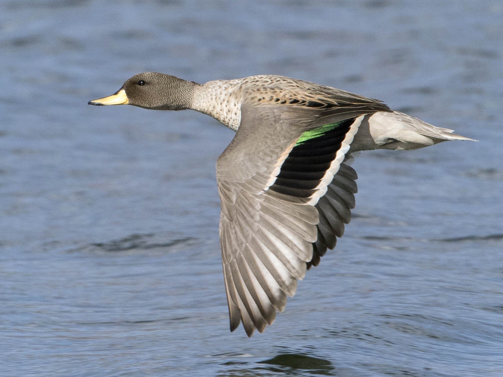 Yellow-billed Teal - Brian Sullivan