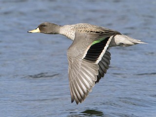  - Yellow-billed Teal