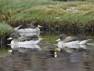  - Yellow-billed Teal
