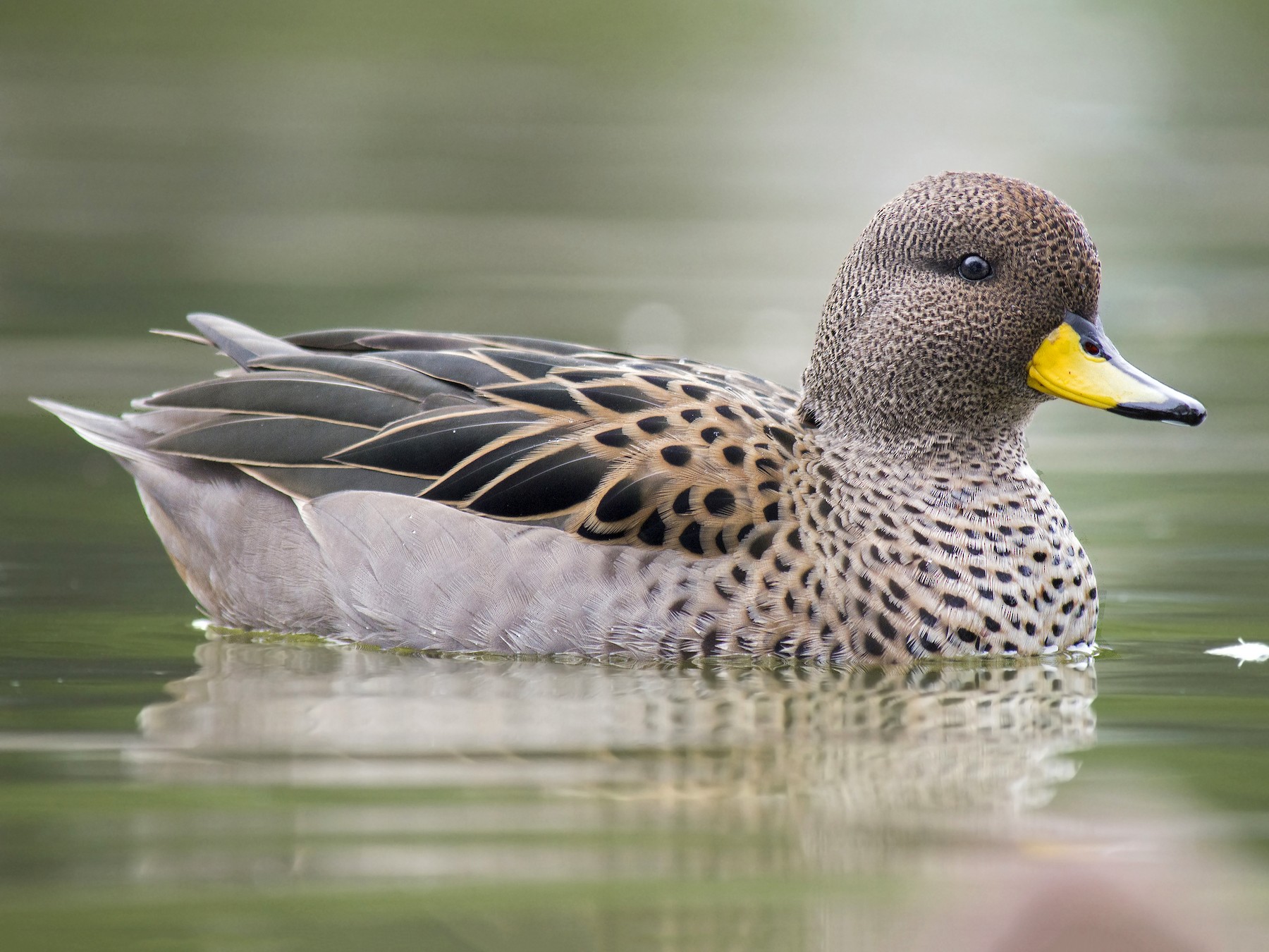 Yellow-billed Teal - Mariano  Ordoñez