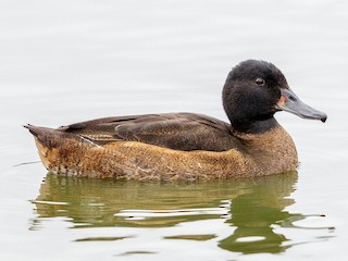  - Black-headed Duck