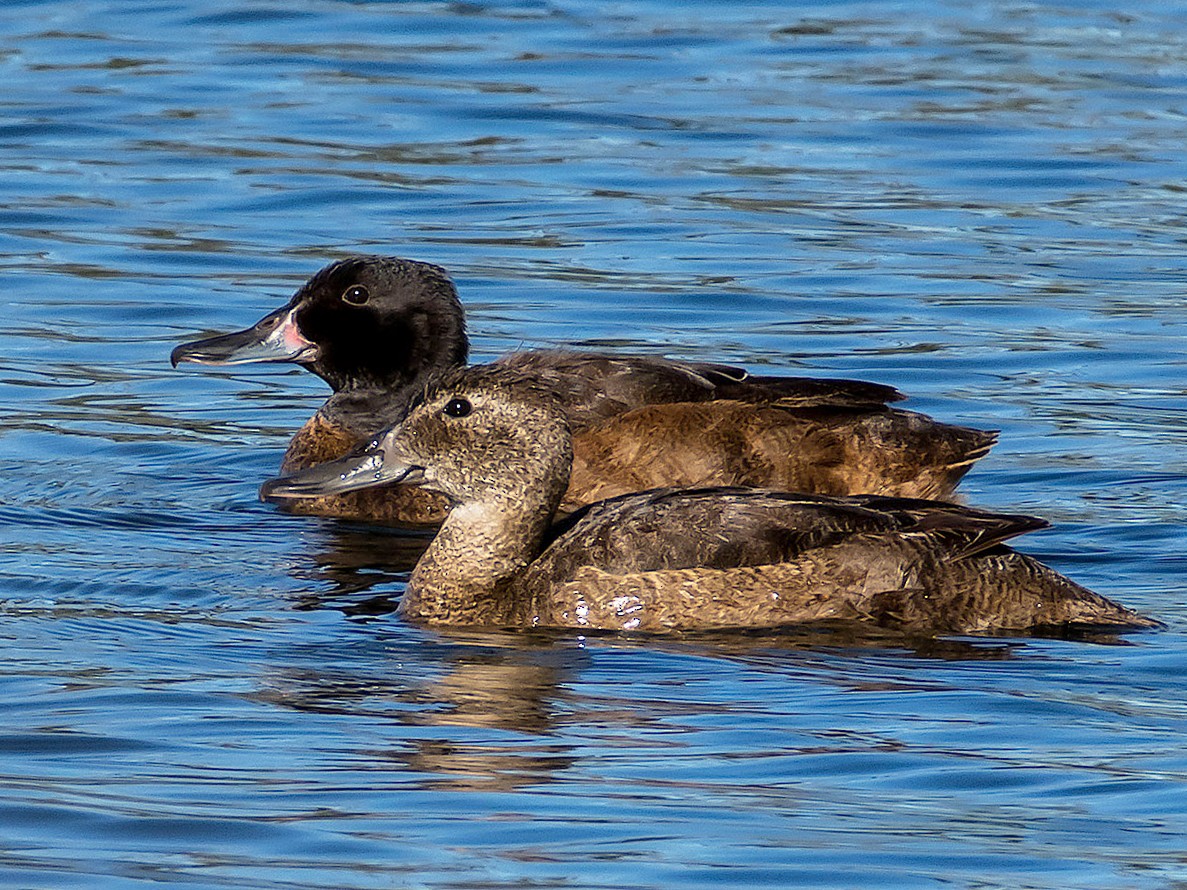 Black-headed Duck - Gerardo Serra