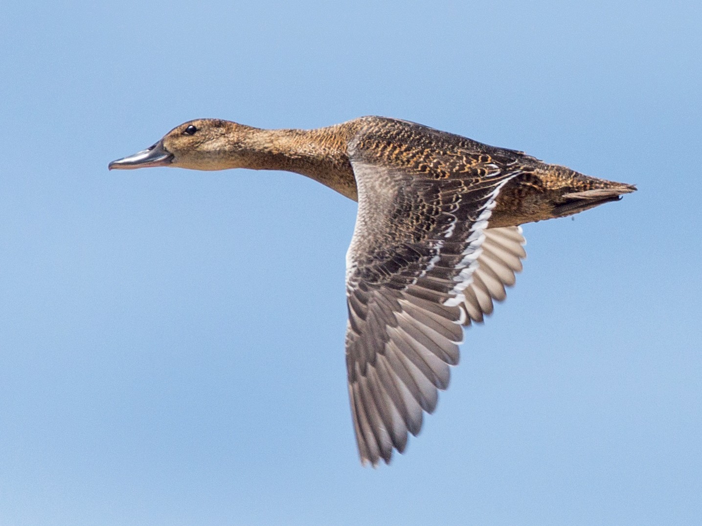 Black-headed Duck - Vicente Pantoja Maggi