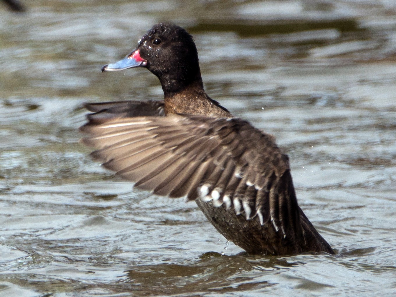 Black-headed Duck - Georgina Whitney