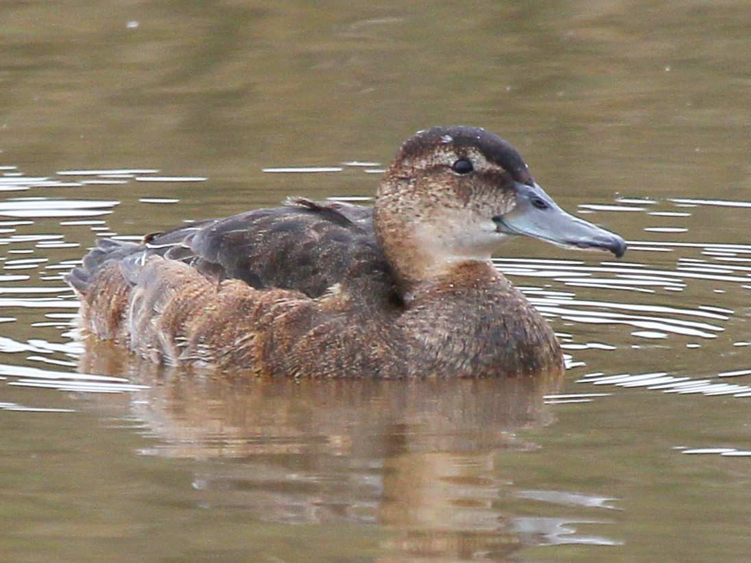 Black-headed Duck - Ignacio Azocar