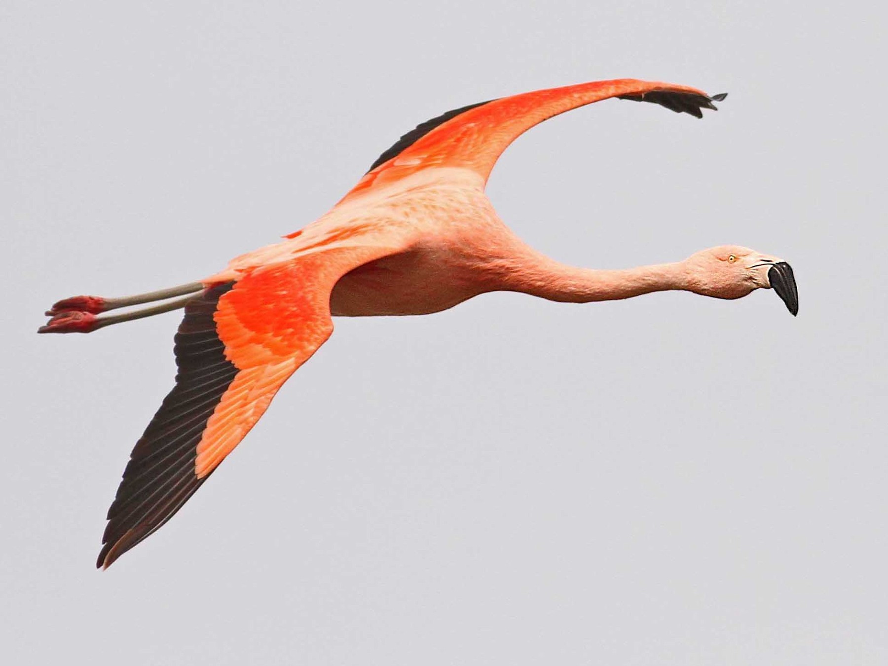 Chilean Flamingo - Luke Seitz