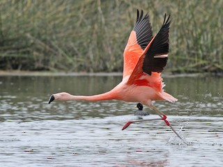  - Chilean Flamingo
