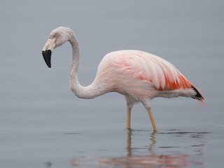  - Chilean Flamingo