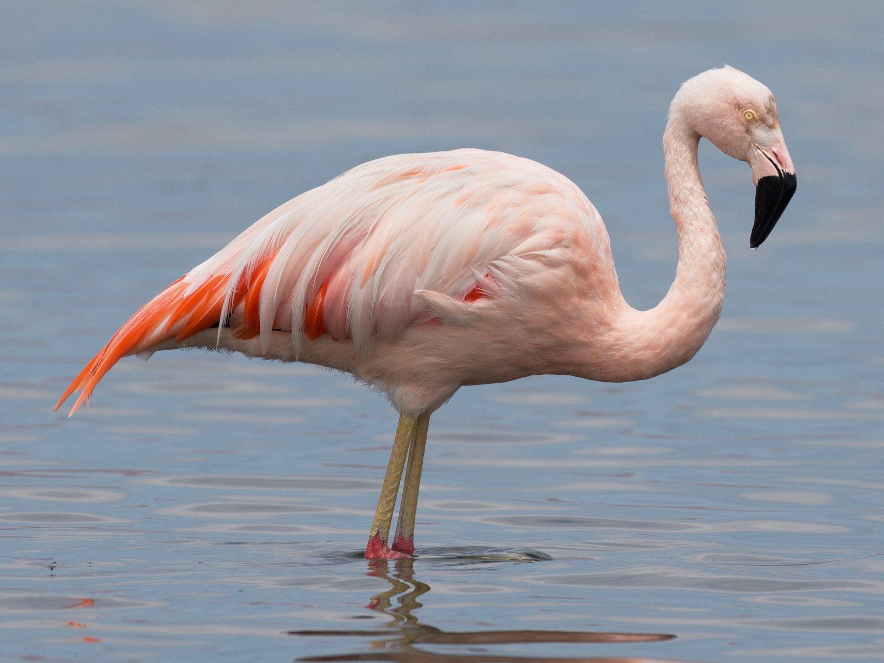 Chilean Flamingo - Chris Wood