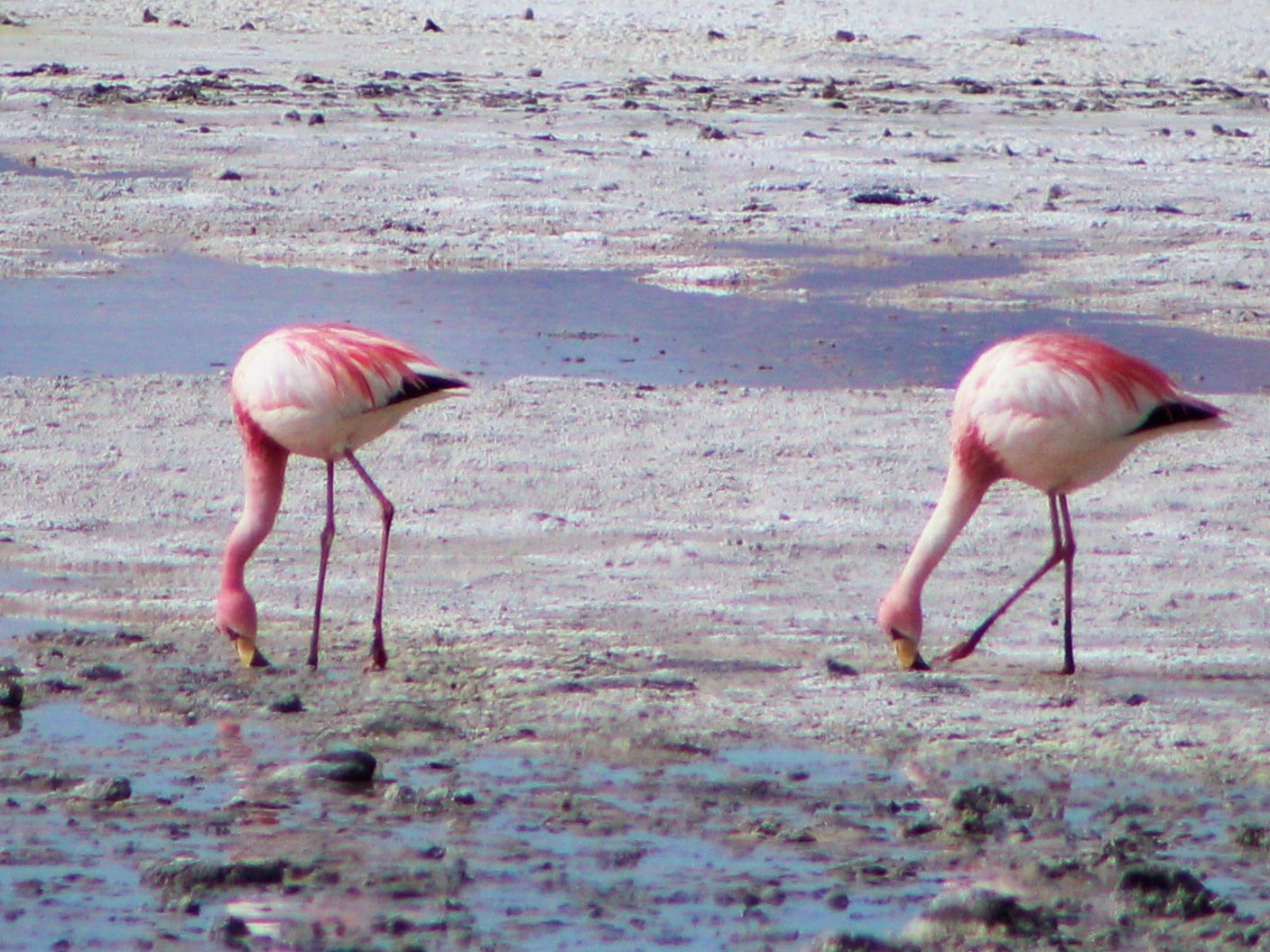 James's Flamingo - Matías Garrido 🐧