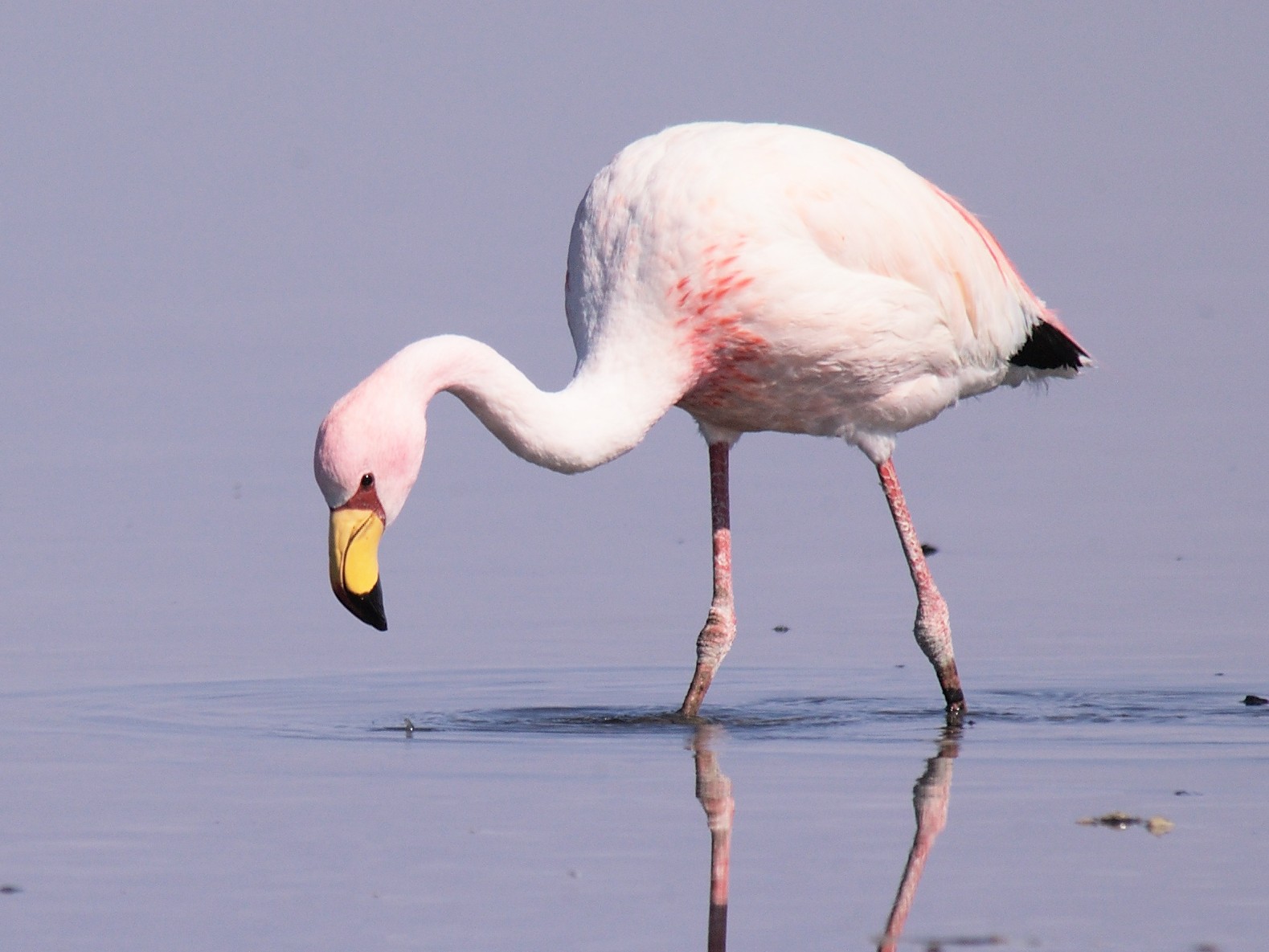 James Flamingo