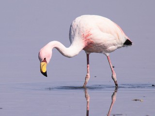 James's Flamingo - eBird