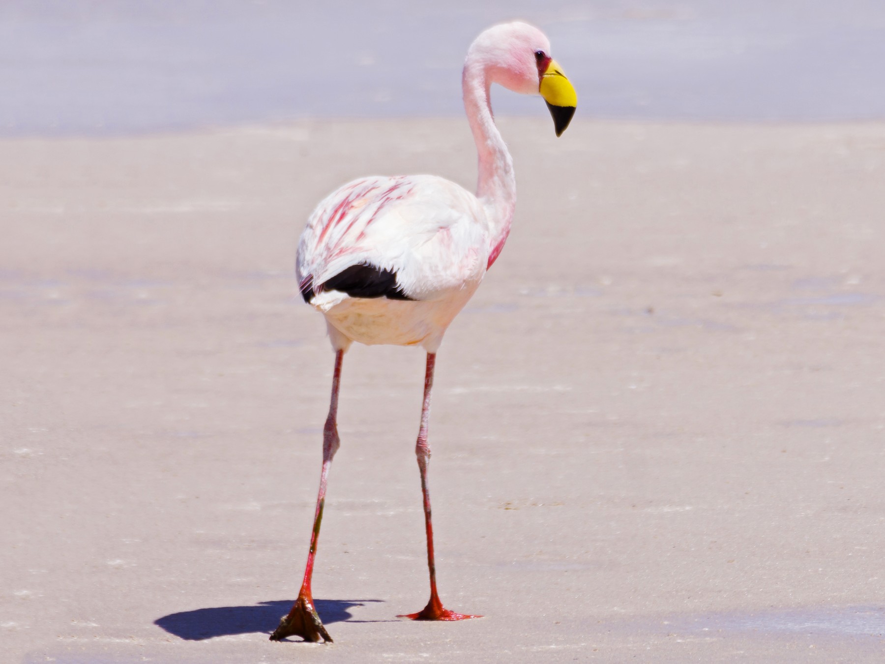 James's Flamingo - Pablo Galdames