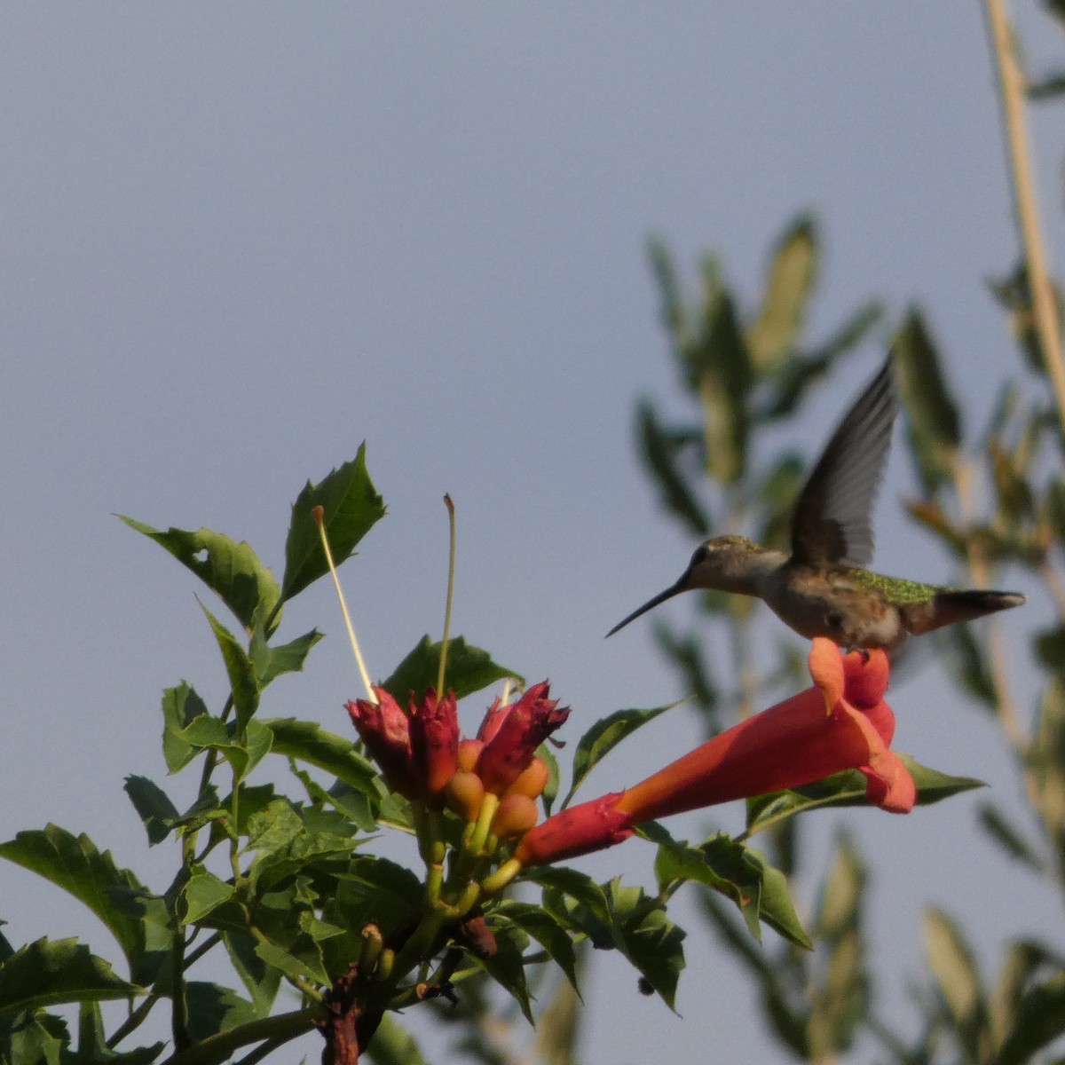 Ruby-throated Hummingbird - Elizabeth Williams
