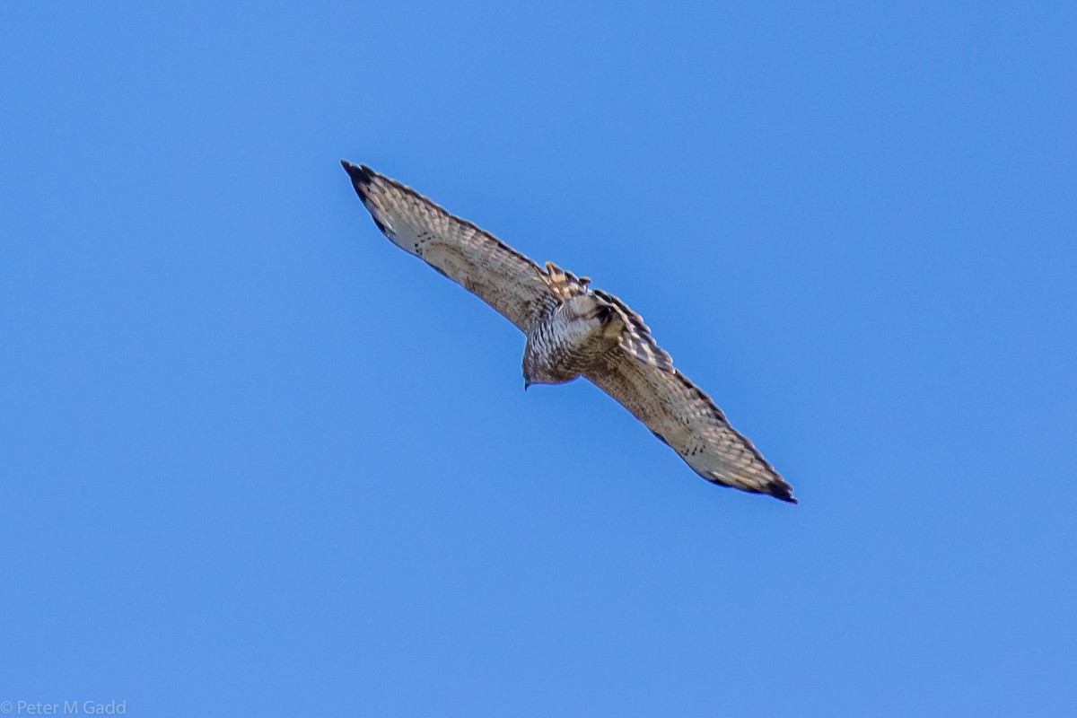 Broad-winged Hawk - ML116078401