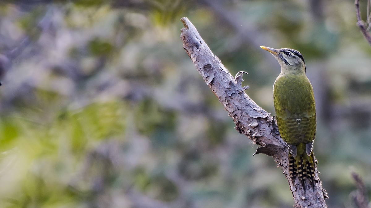 Scaly-bellied Woodpecker - Parmil Kumar