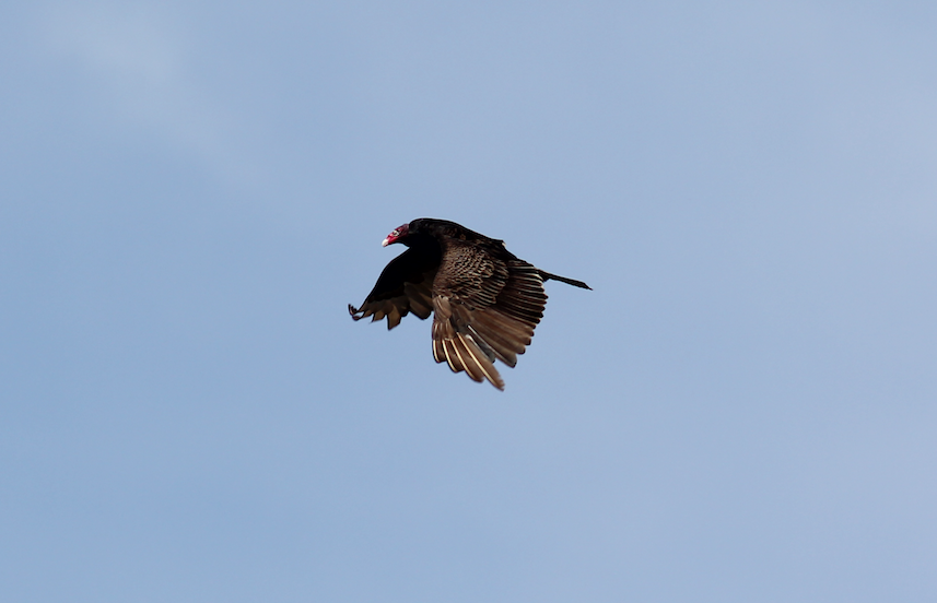 Turkey Vulture - William  von Herff