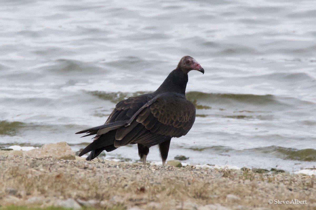 Turkey Vulture - ML116082401