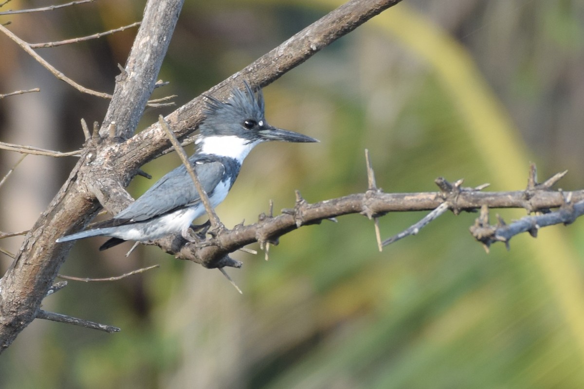 Belted Kingfisher - ML116084041