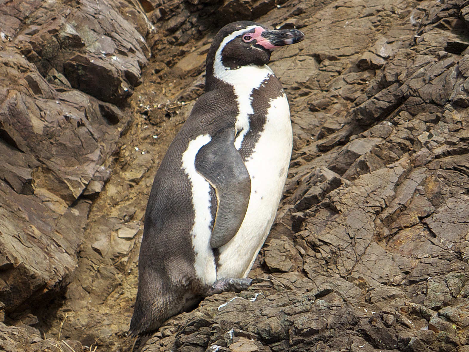 Pingüino de Humboldt - Paul Tavares