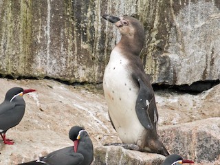  - Humboldt Penguin
