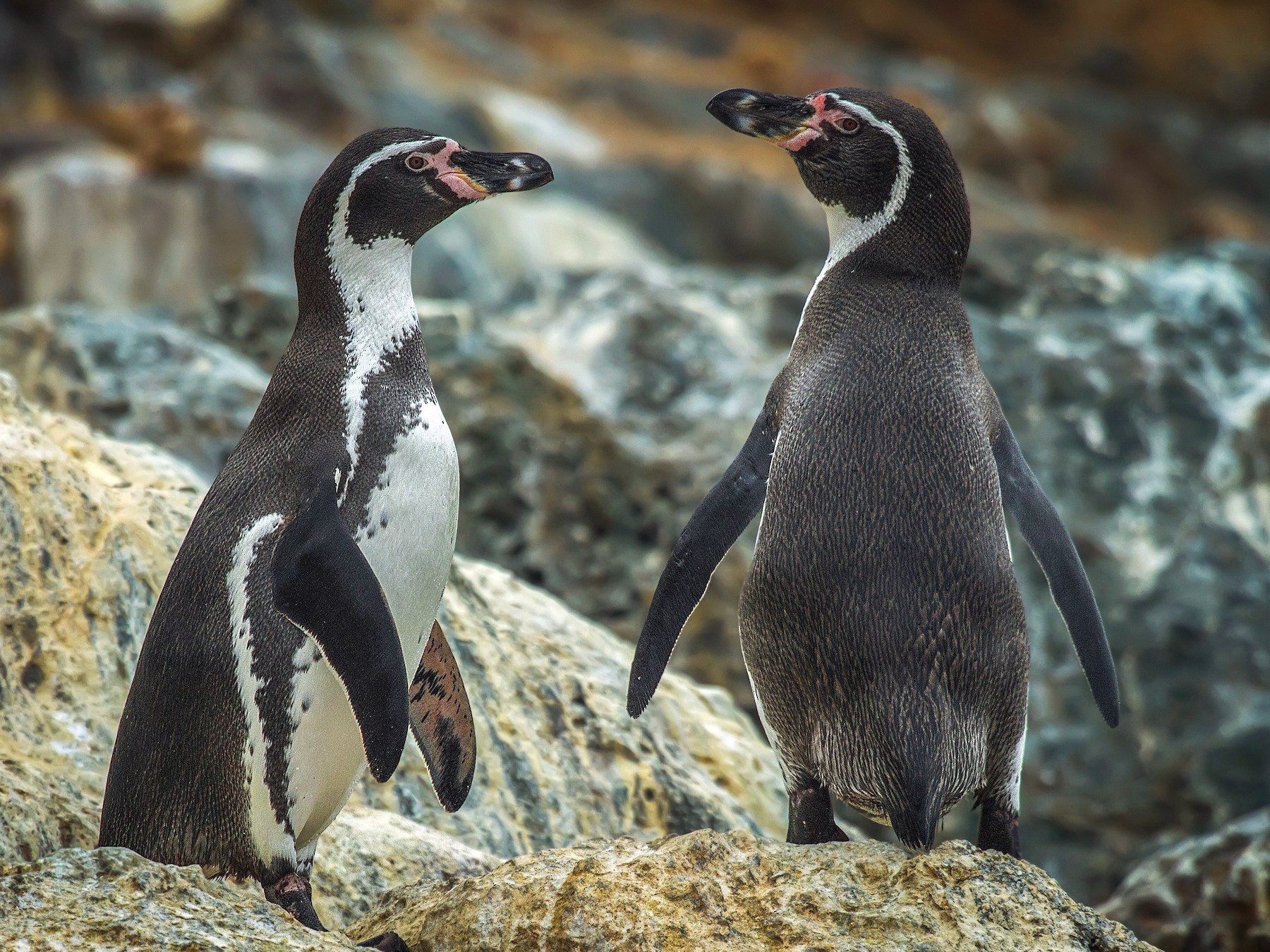 Humboldt Penguin - Pio Marshall