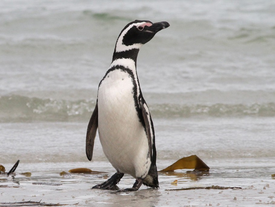 Magellanic Penguin - Noah Strycker