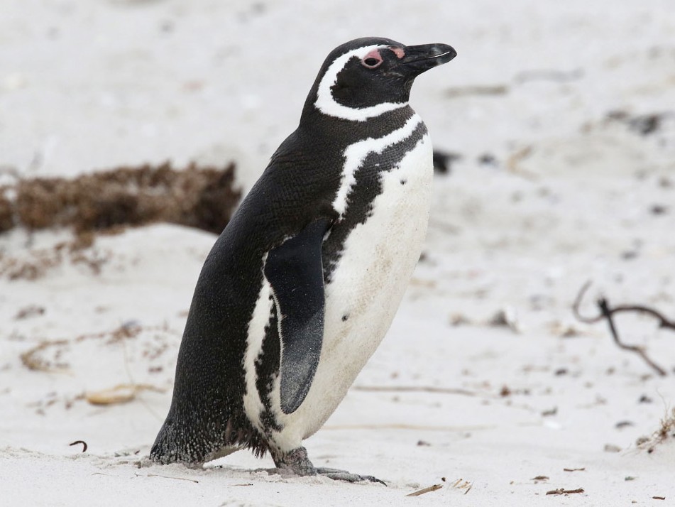 Pingüino Patagónico - Noah Strycker