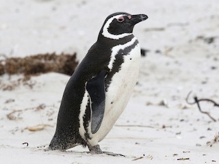  - Magellanic Penguin