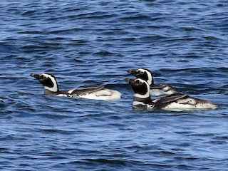  - Magellanic Penguin