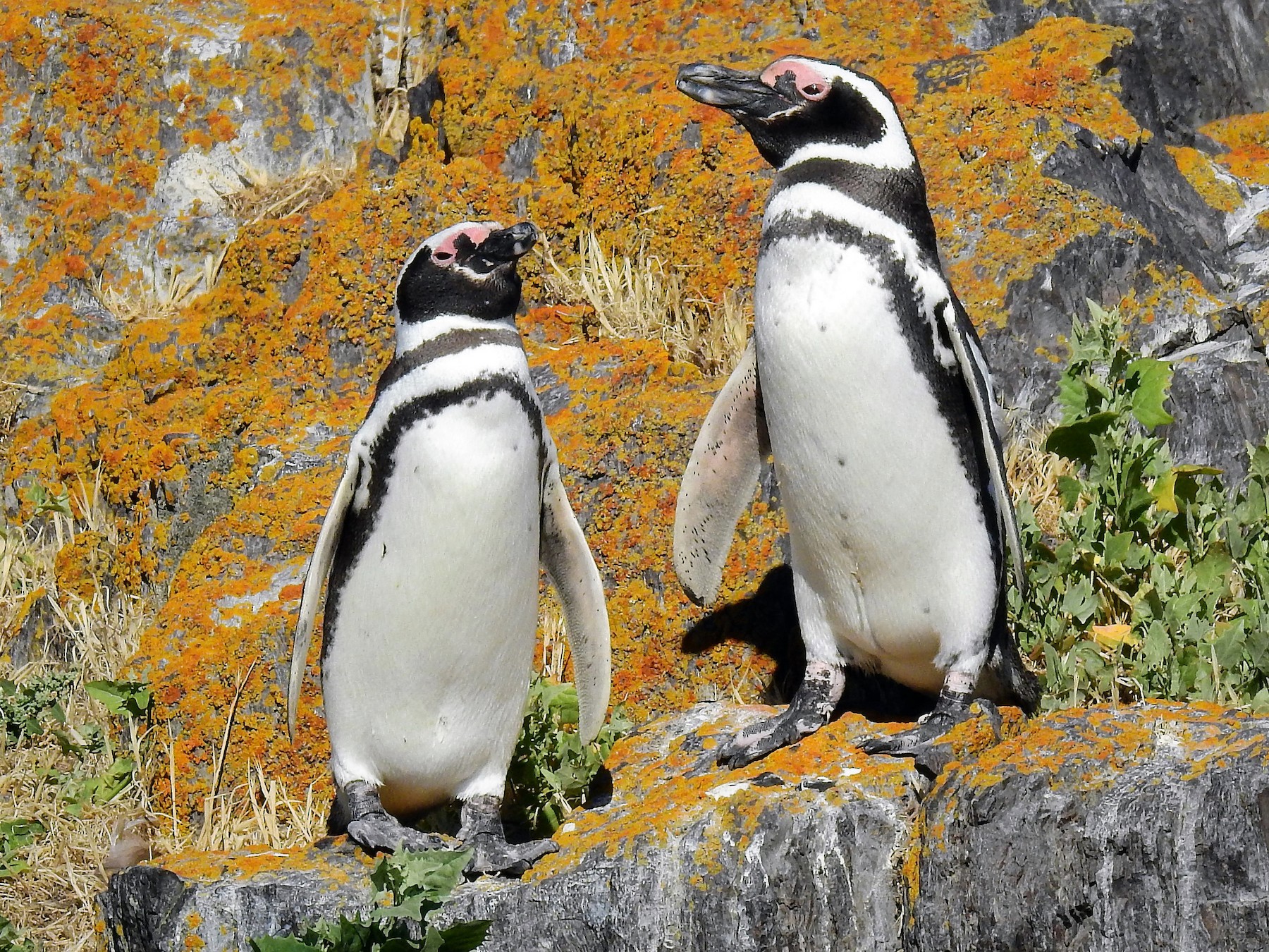 Magellanic Penguin - eBird