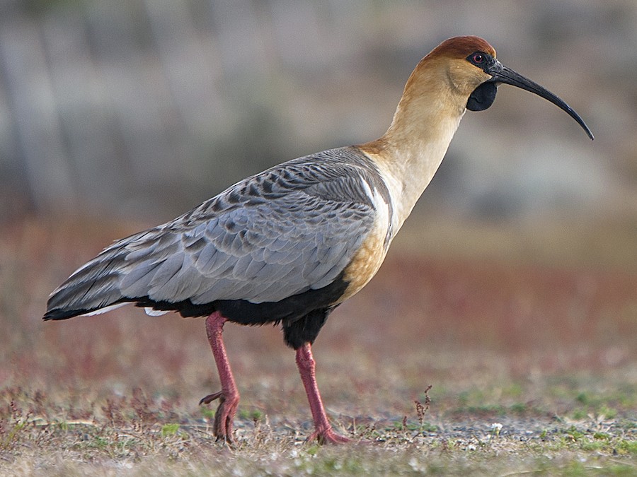 నల్ల ముఖం గల ఐబిస్ - eBirdనల్ల ముఖం గల ఐబిస్ - eBird  