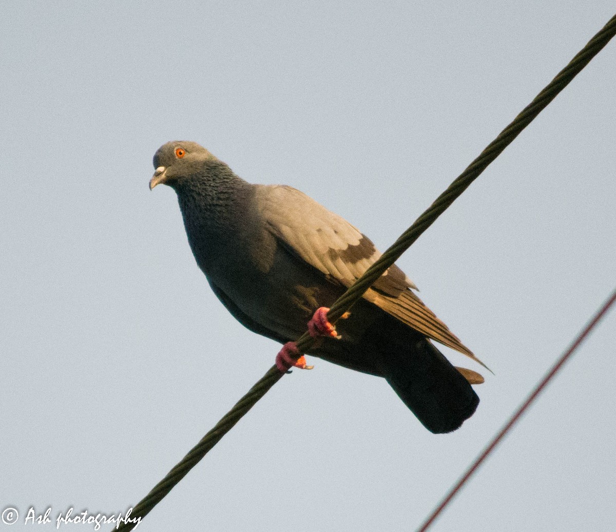 Rock Pigeon (Feral Pigeon) - ML116086041