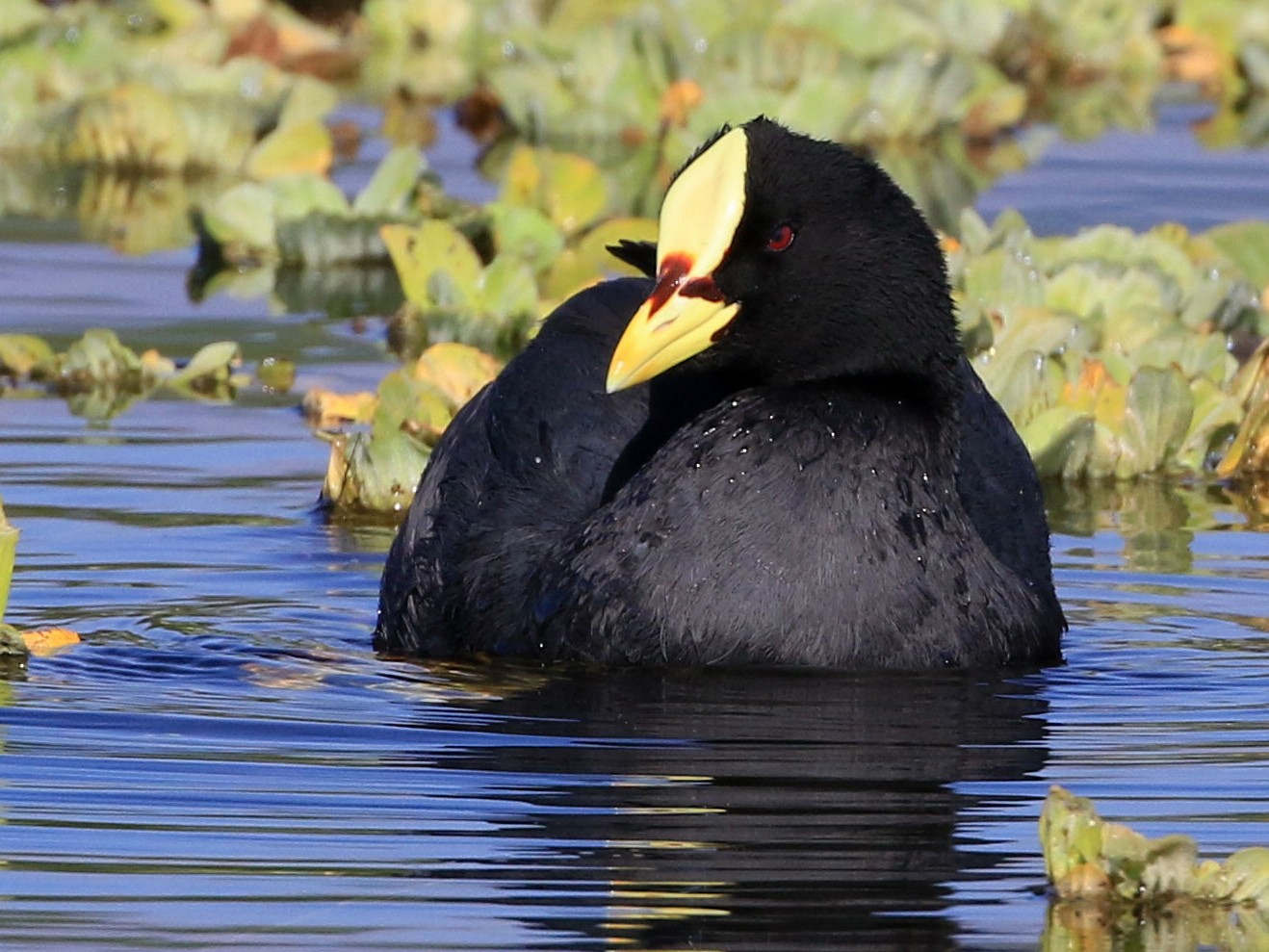 Red-gartered Coot - Patrick MONNEY