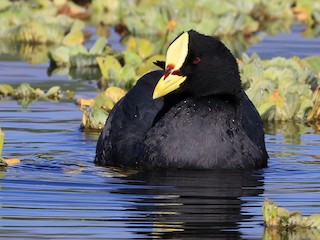  - Red-gartered Coot