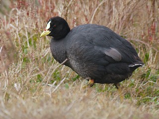  - Red-gartered Coot