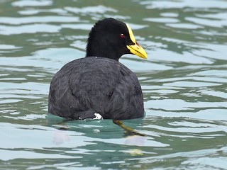 - Red-gartered Coot